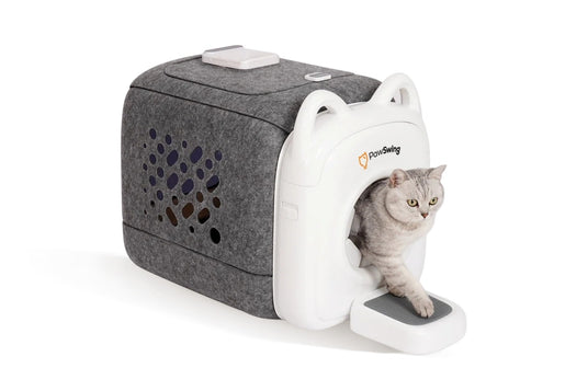 A British Shorthair cat using the PawSwing AutoComb Pro